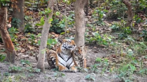 शावक को दुलार करती बाघिन 